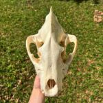 Spotted Hyena Skull