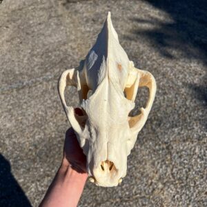Spotted Hyena Skull