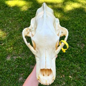 Grizzly Bear Skull