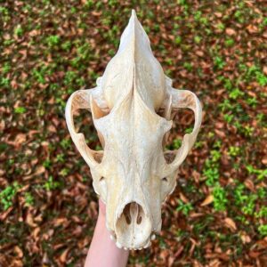 Spotted Hyena Skull