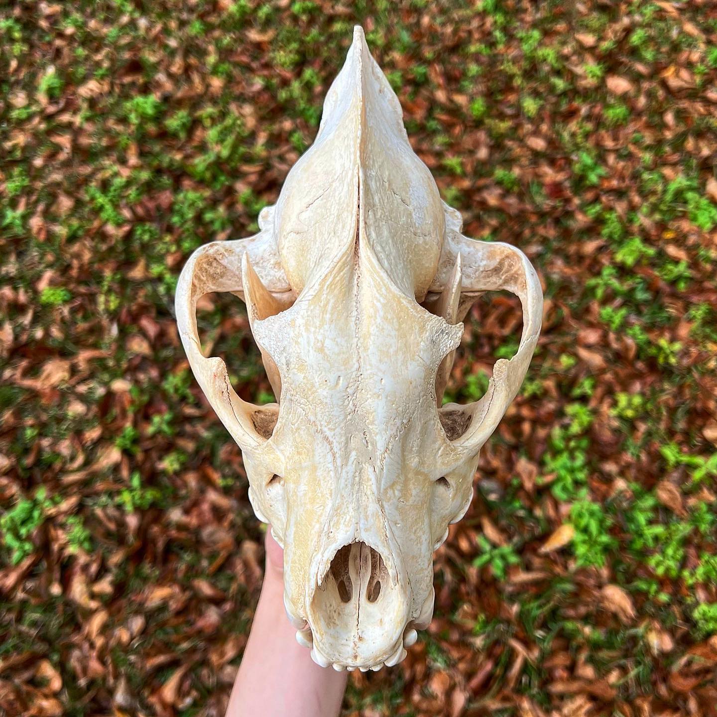Spotted Hyena Skull