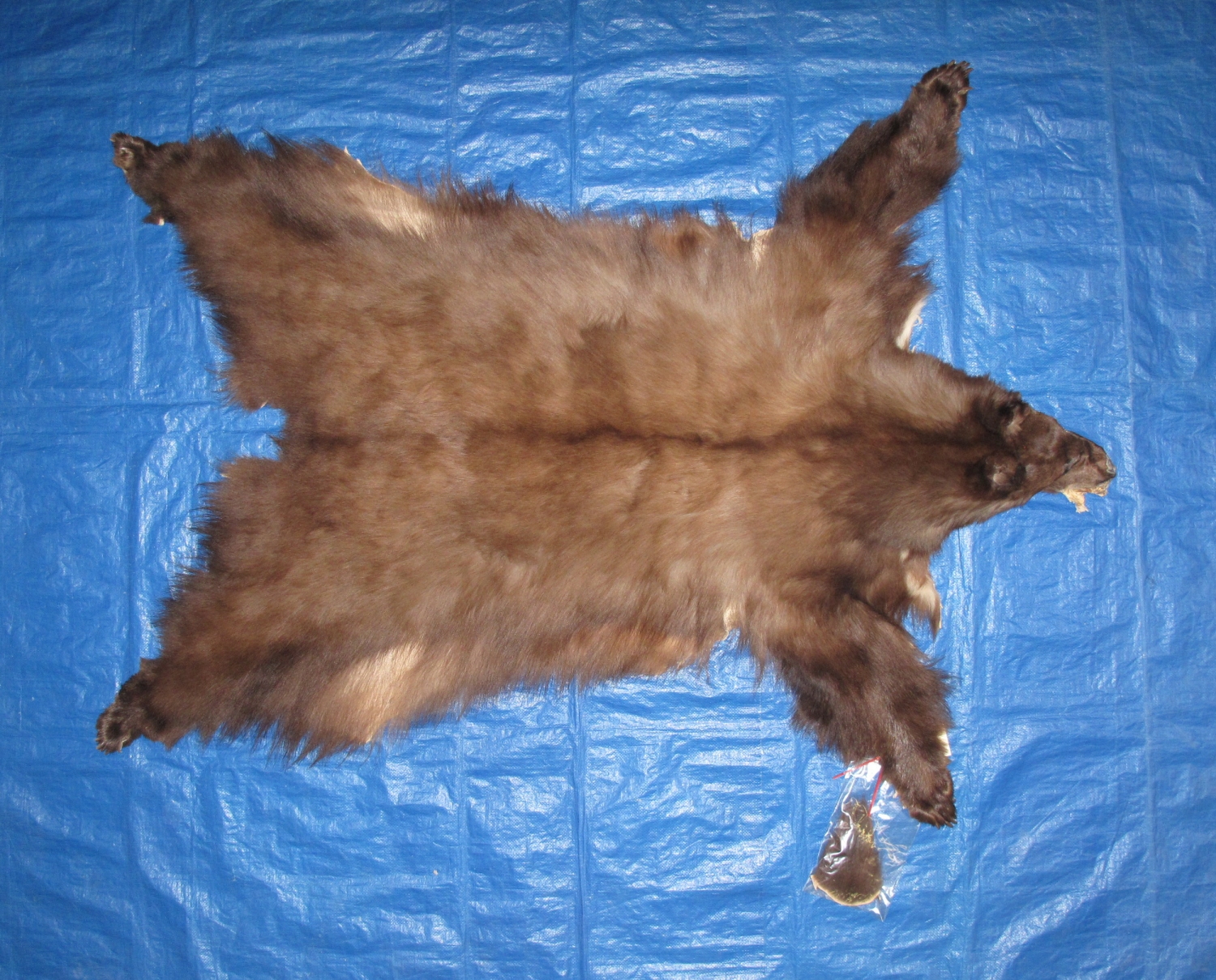 black bear