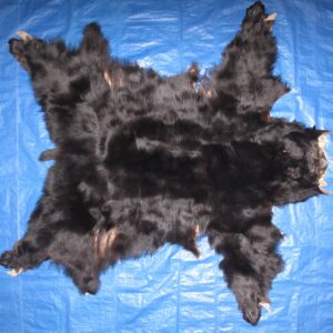 BLACK BEAR