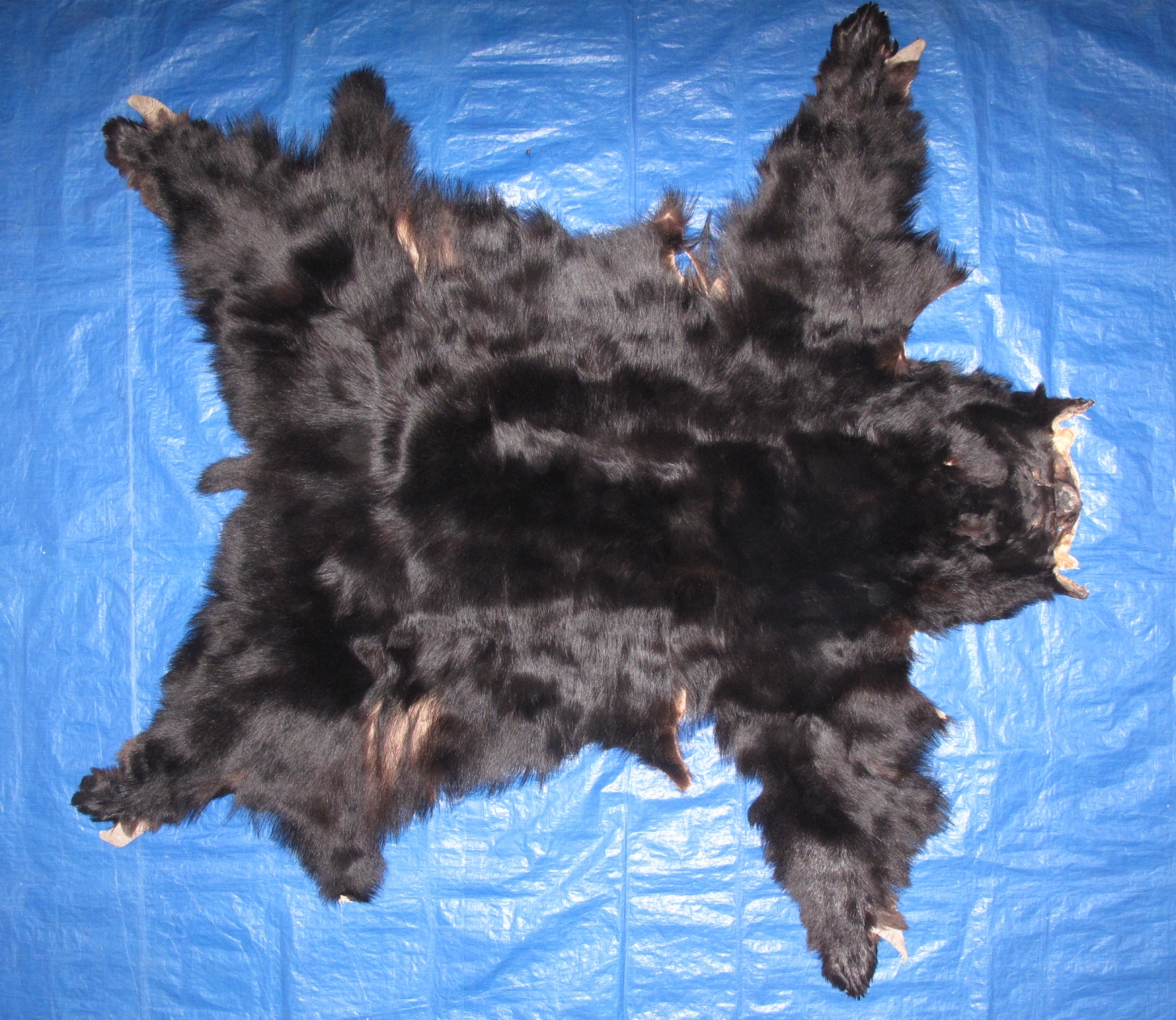BLACK BEAR