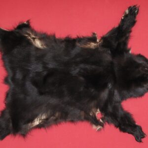 BLACK BEAR