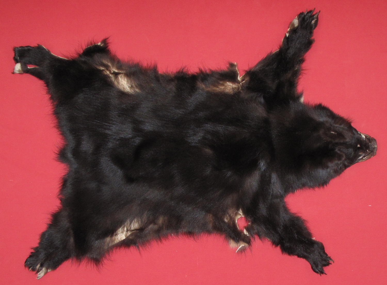 BLACK BEAR