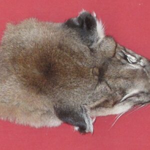cougar