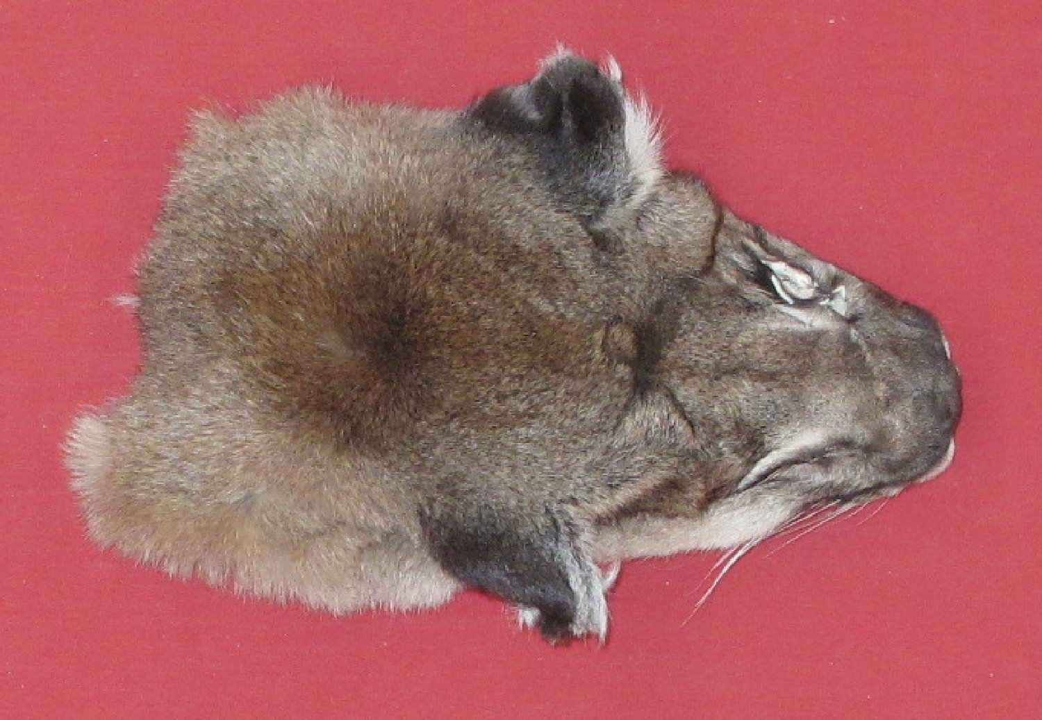 cougar