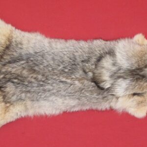 coyote