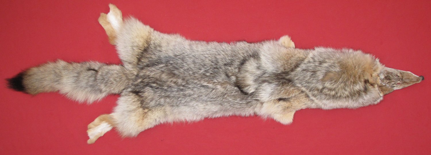 coyote