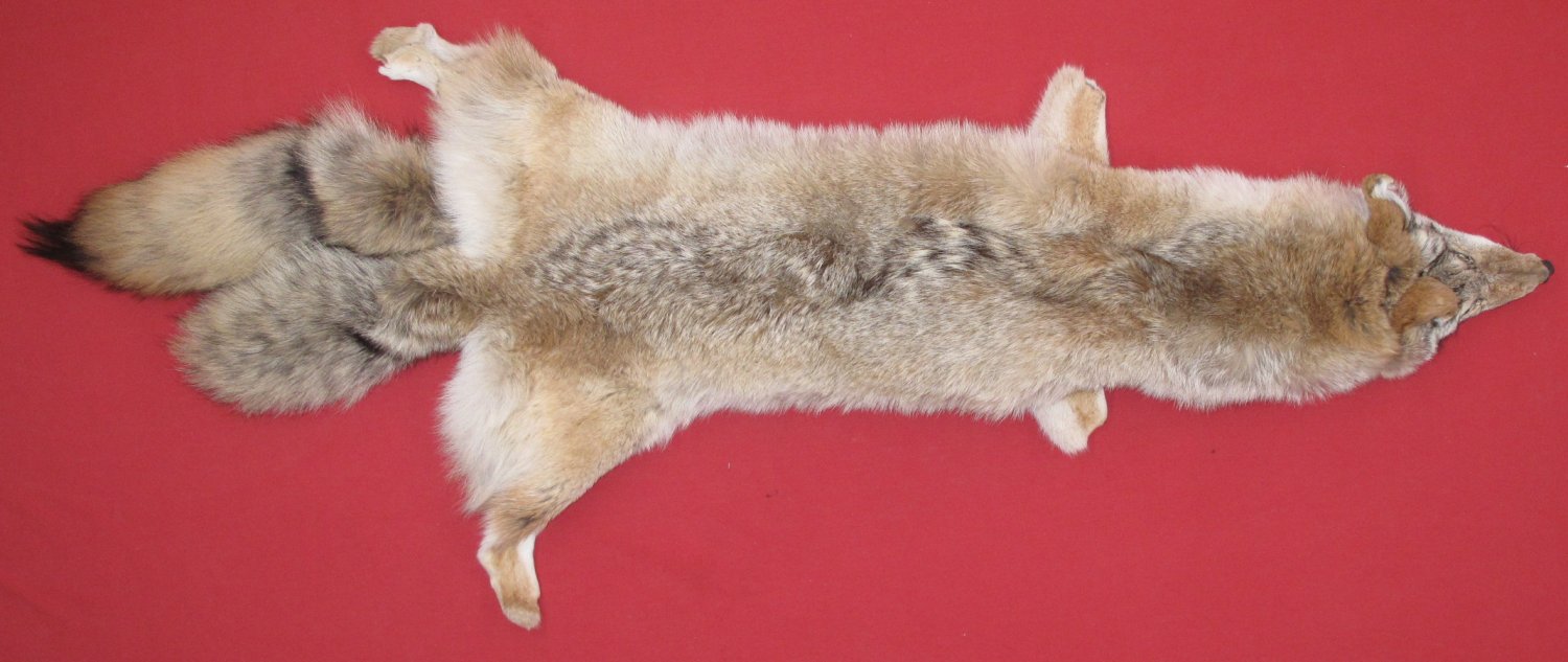 coyote