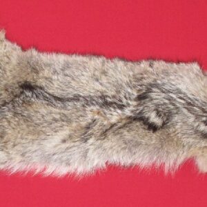 coyote