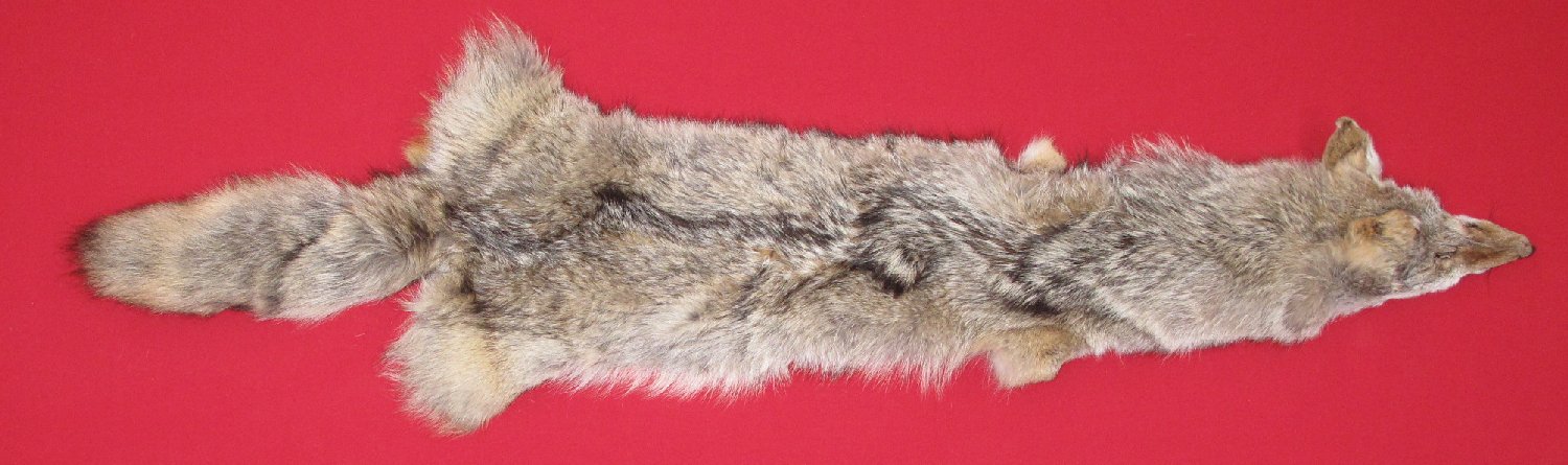 coyote