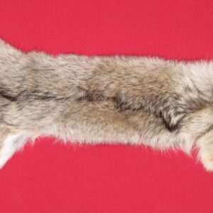 Coyote