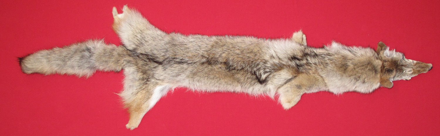 Coyote