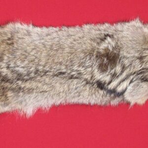 coyote