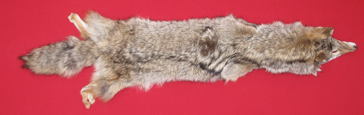 coyote