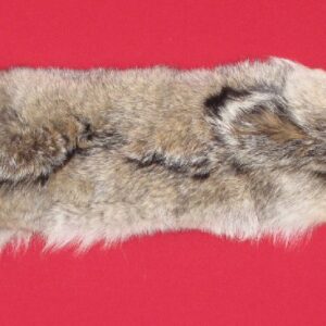coyote