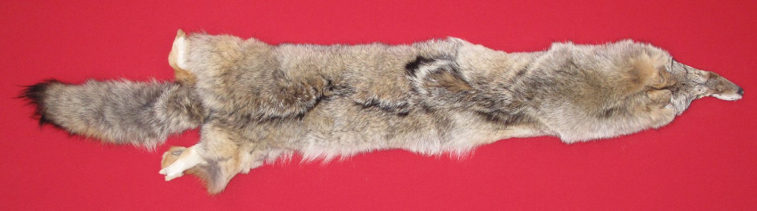 coyote
