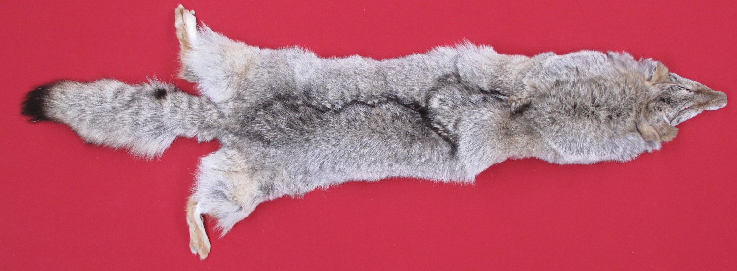 COYOTE