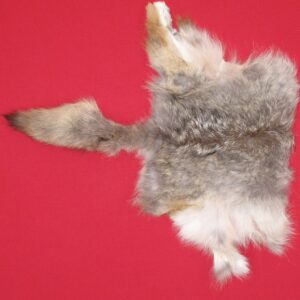 COYOTE