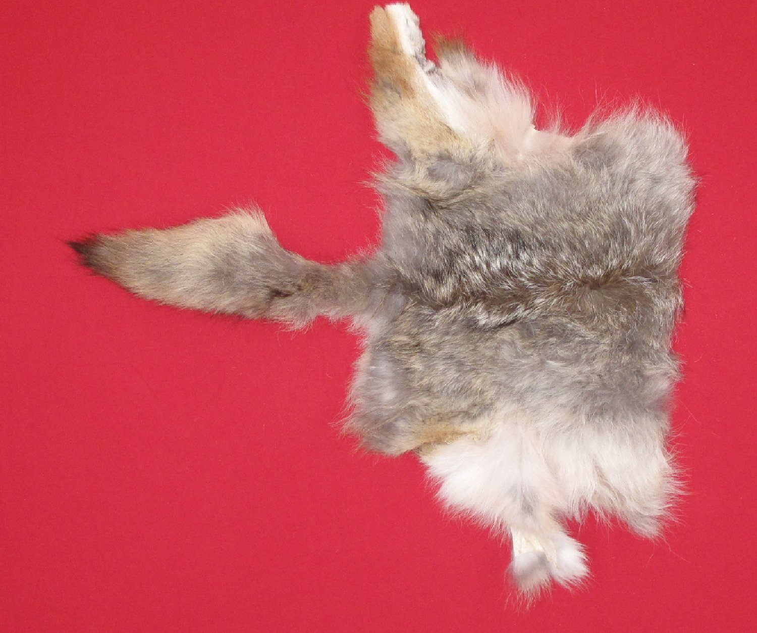 COYOTE