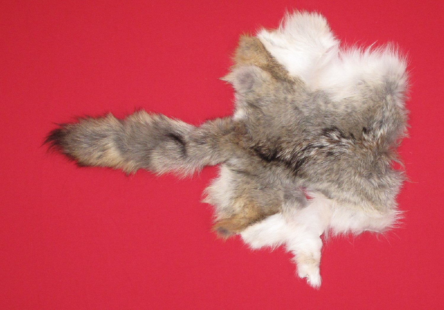 COYOTE