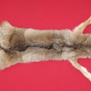 COYOTE - TAXIDERMY QUALITY