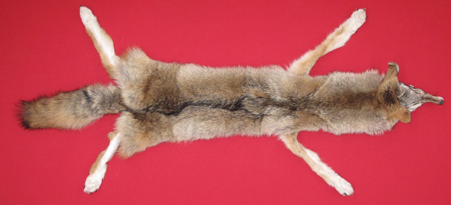 COYOTE - TAXIDERMY QUALITY