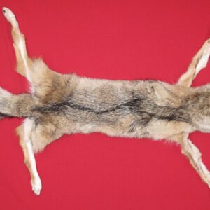 coyote
