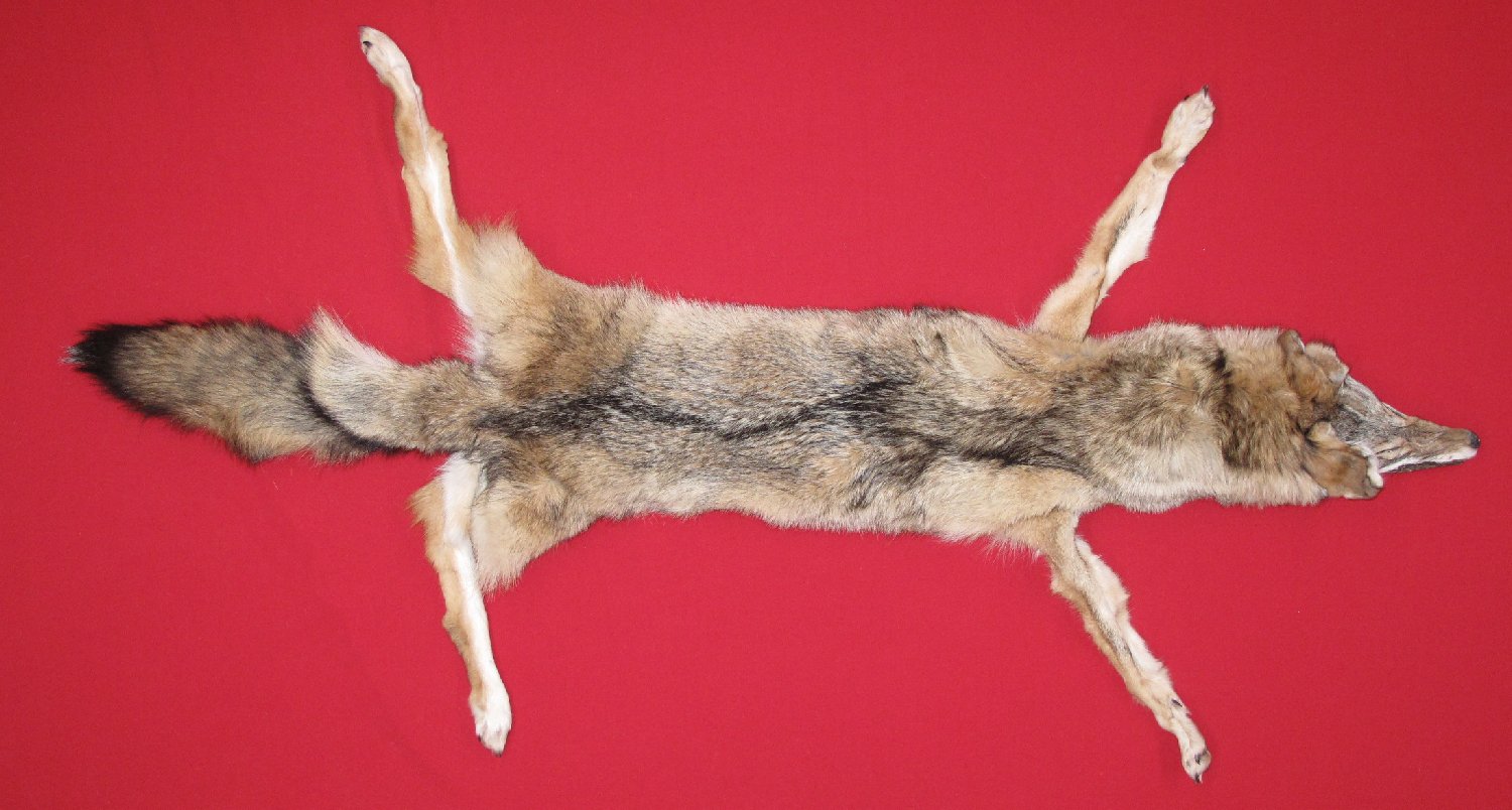 coyote