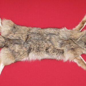 coyote