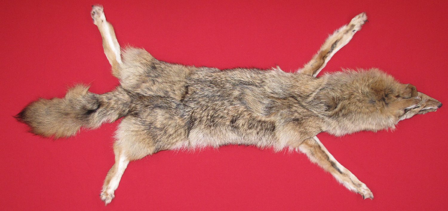 coyote