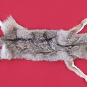 Tanned Furs : COYOTE - TAXIDERMY QUALITY
