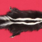 skunk