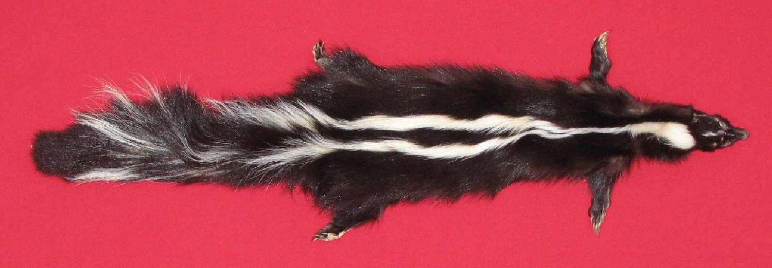 skunk