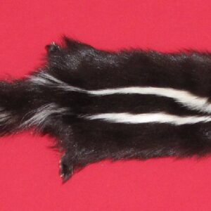 skunk