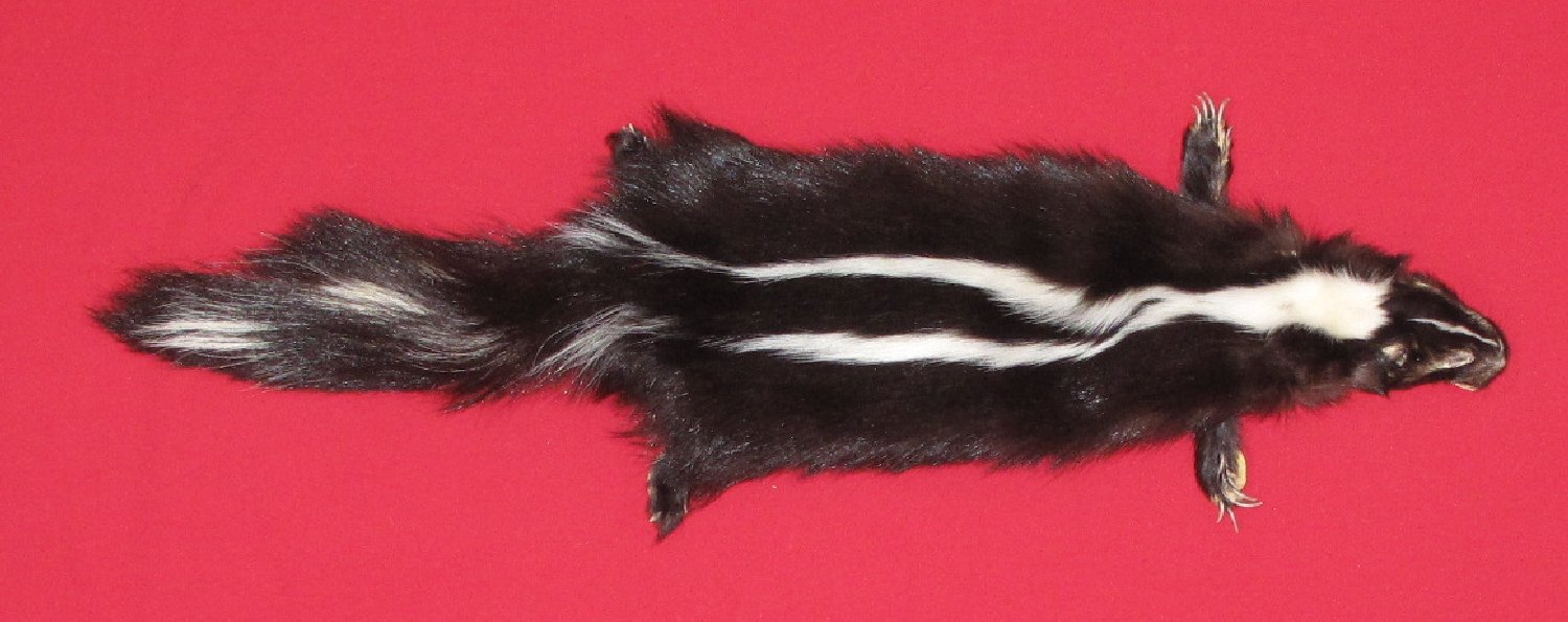 skunk
