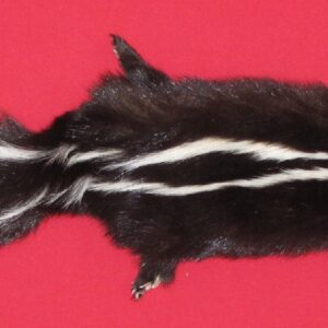 skunk