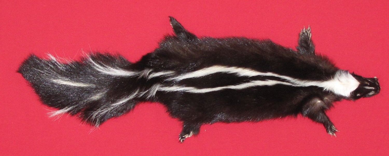 skunk