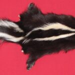 skunk