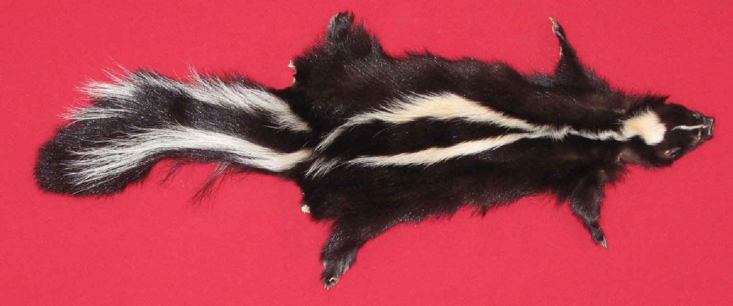 skunk