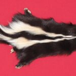skunk