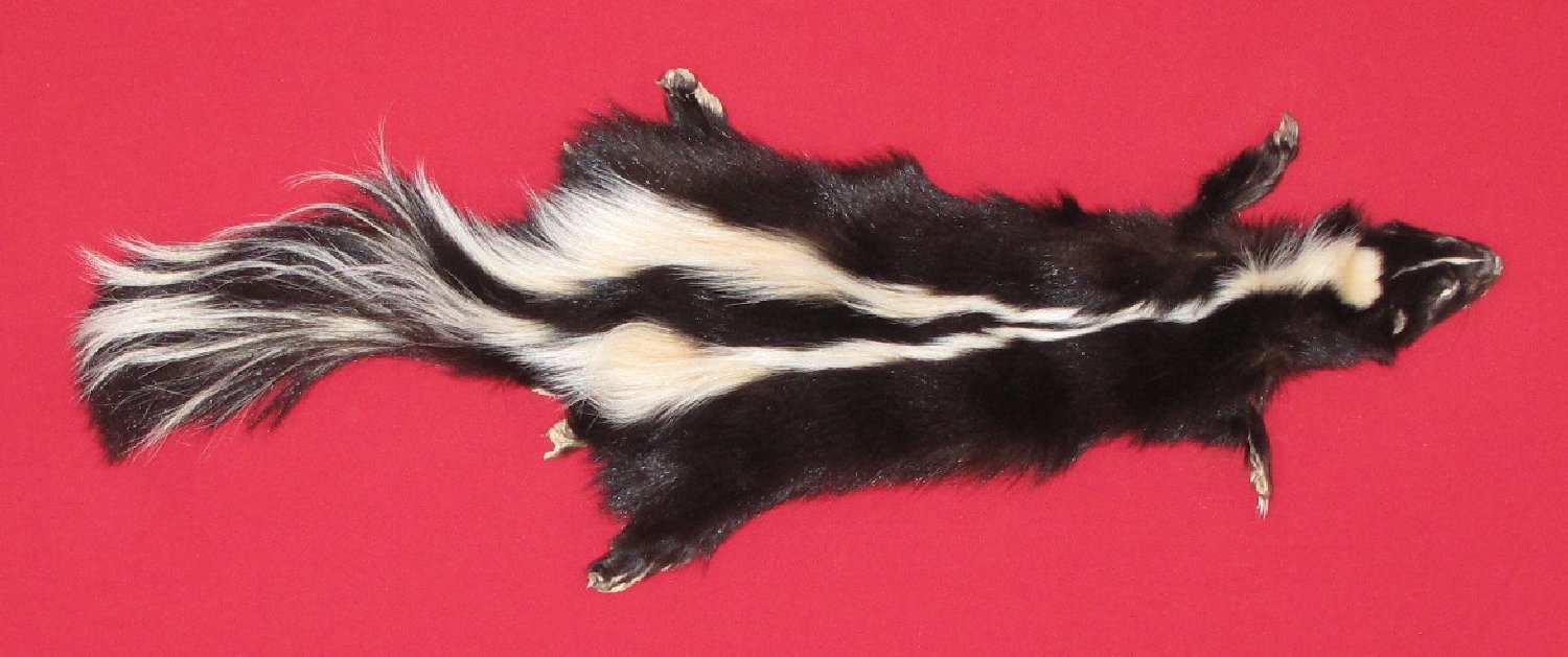 skunk