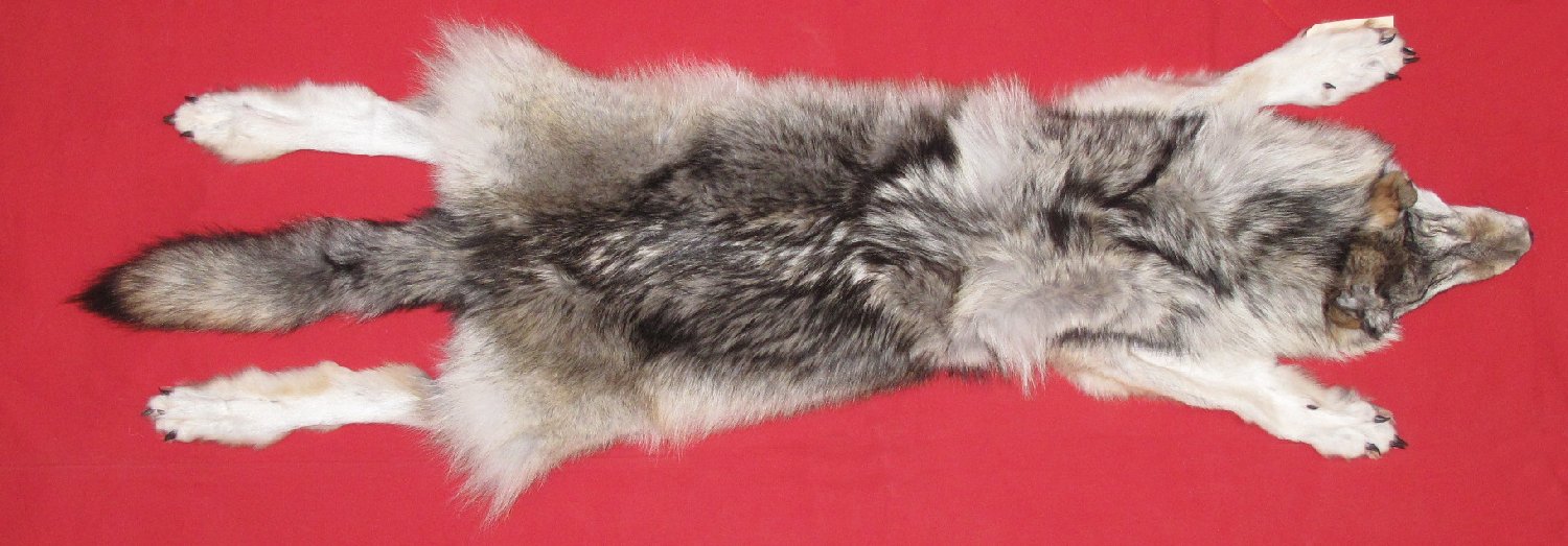 WOLF