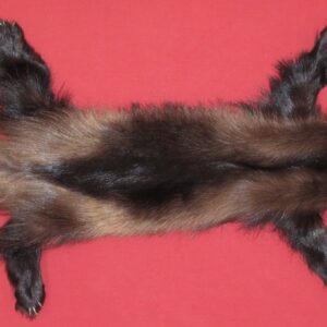wolverine