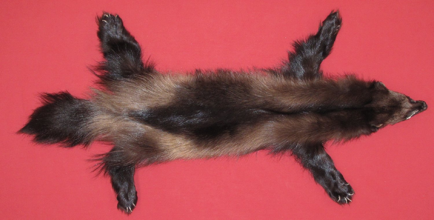 wolverine