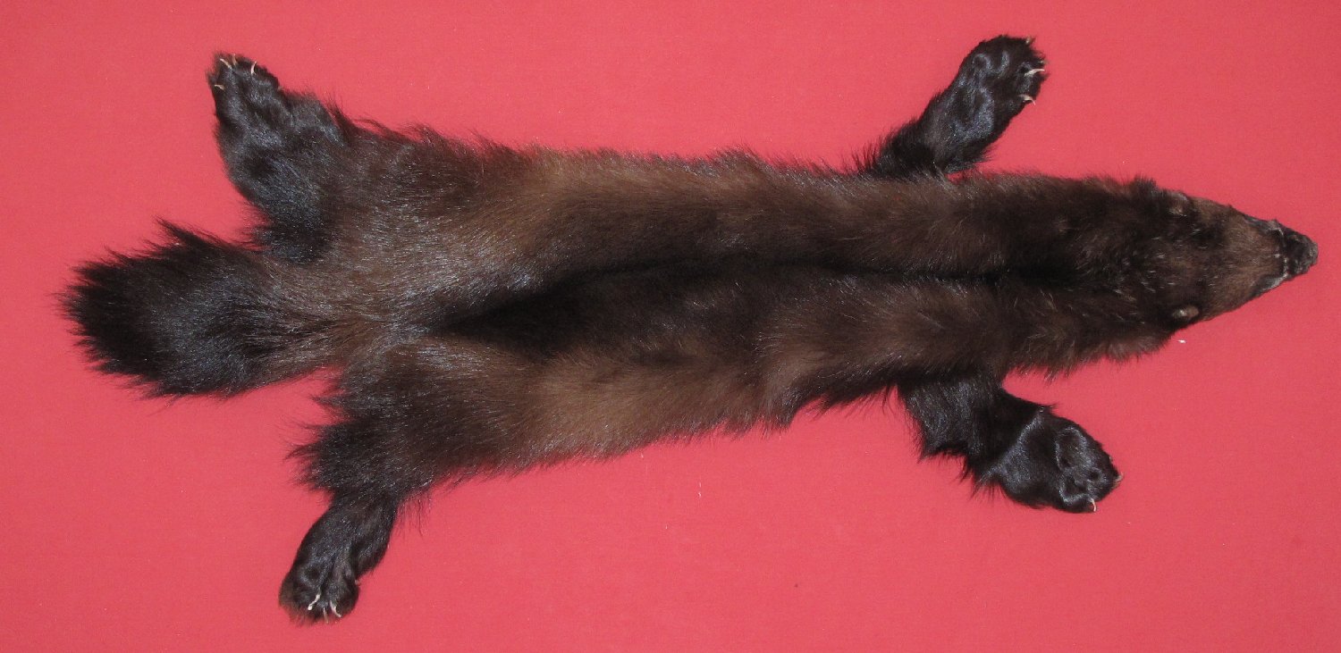 wolverine