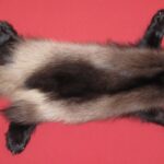 WOLVERINE - TAXIDERMY QUALITY