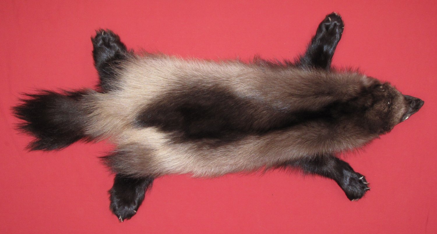 WOLVERINE - TAXIDERMY QUALITY